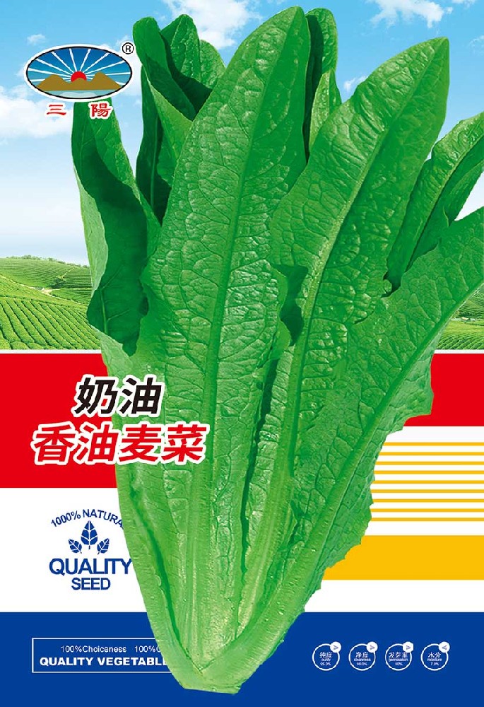 奶油香油麦菜